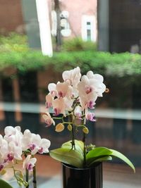 Close-up of pink flowering plant