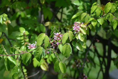 Close-up of flowers on tree