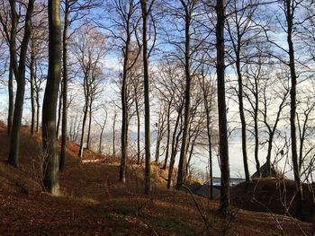 Bare trees in forest