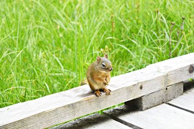 Squirrel on wooden railing
