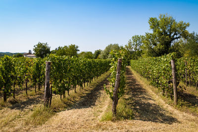 Vineyard against sky