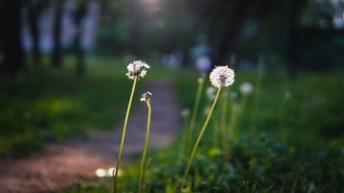 Close-up of flowering plant on land
