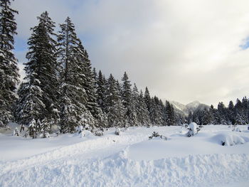 Pine trees on snow covered field against sky