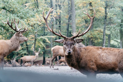 Deer in a forest