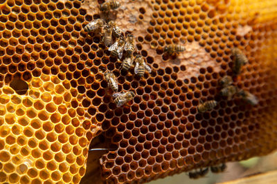 Close-up of bumblebee