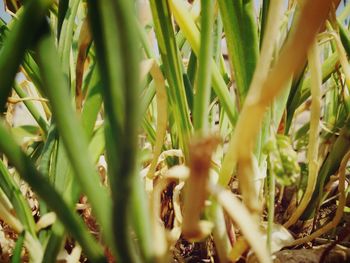 Close-up of plants