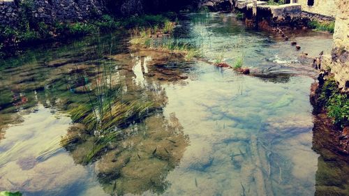 Reflection of trees in water