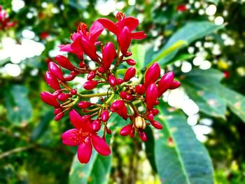 Close-up of pink flowers