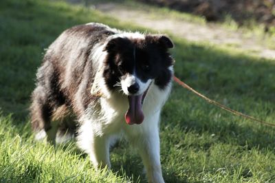 Dog running on field