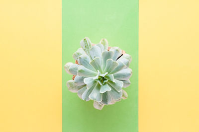 Close-up of plant against white background