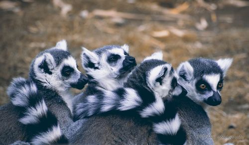 Close-up of lemurs on field