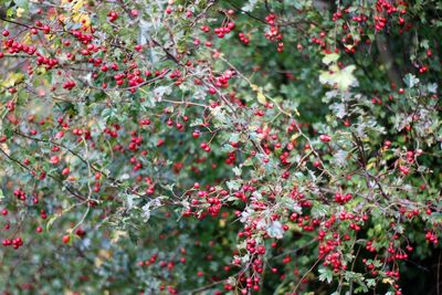 Close-up of bush with red flowers