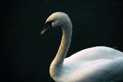 White swan in lake