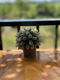 Close-up of flowering plant on table
