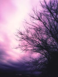 Low angle view of bare trees against sky