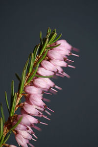 Close-up of pink flower against black background