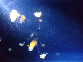 Close-up of jellyfish swimming in water