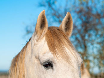 Close-up of a horse