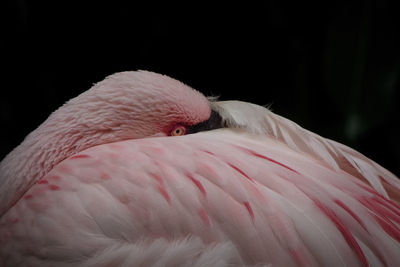 Close-up of a bird flamingo