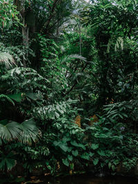 View of trees in forest