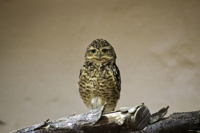 Close-up of owl perching on branch