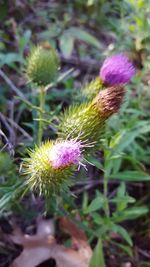 Close-up of thistle blooming on field