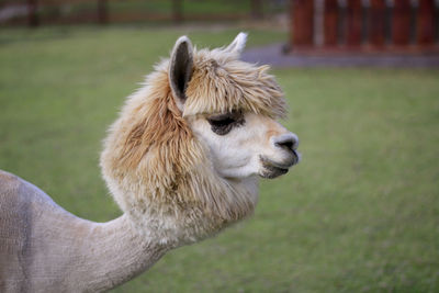 Alpaca, in the lovely zoo.