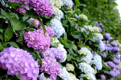 Close-up of pink flowers