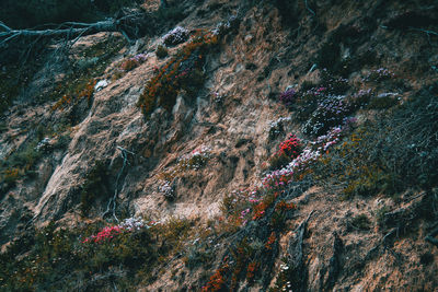 Full frame shot of rock formation on land