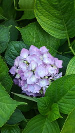 Close-up of purple flowers