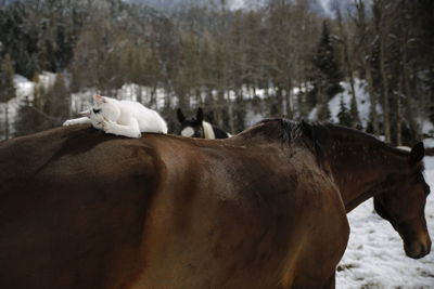 Horse standing on snow covered trees