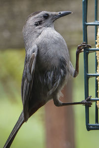 Close-up of bird