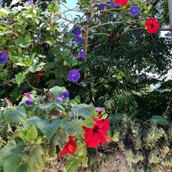 Close-up of flowers blooming outdoors