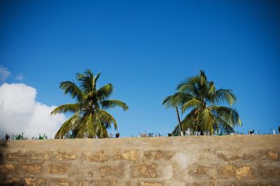 Low angle view of palm trees against blue sky