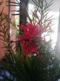 Close-up of red flower