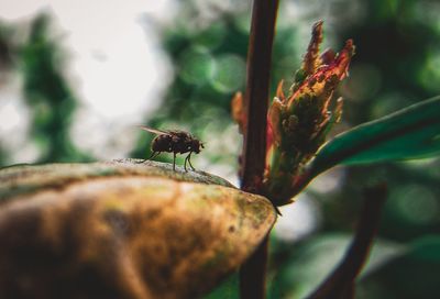 Close-up of insect on plant