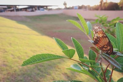 Close-up of insect on plant