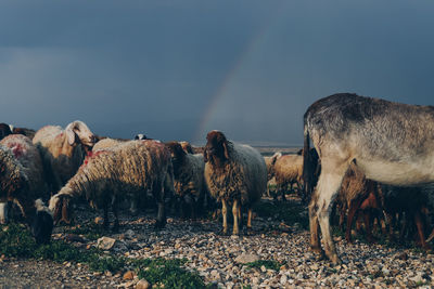 Horses in a field