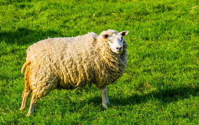 Portrait of sheep on field