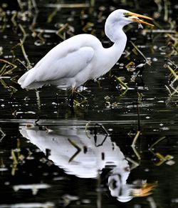 White bird perching on a lake