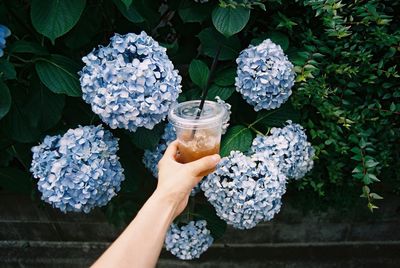 Cropped hand holding iced coffee against hydrangea flower