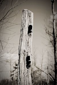 Bare tree on wooden post