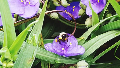 Close-up of insect on purple flowers