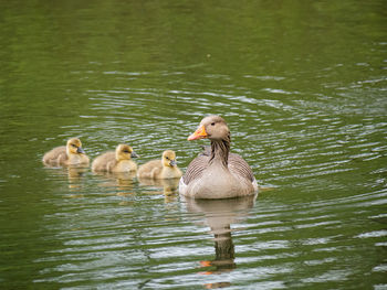 Ducks swimming in lake