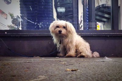 Dog looking away while sitting by window