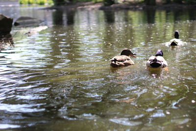 Ducks swimming in lake