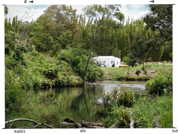 View of trees by river