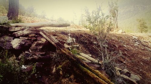 Trees in forest