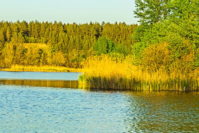 Scenic view of lake in forest against sky