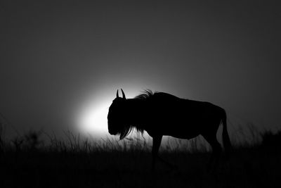 Horse standing on field against clear sky